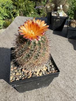 Parodia spec. orange